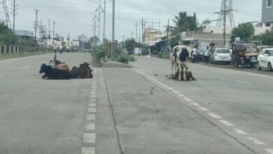 Photo of झाडं लावायचं थाट… पण मोकाट जनावरांचं काय?